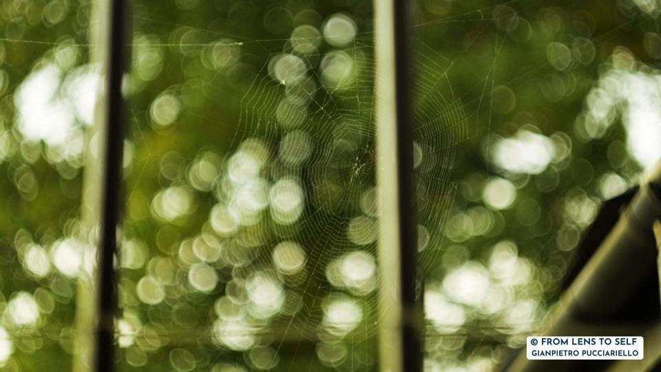 © FROM LENS TO SELF | GIANPIETRO PUCCIARIELLO | Spider Web © FROM LENS TO SELF | GIANPIETRO PUCCIARIELLO | Spider Web